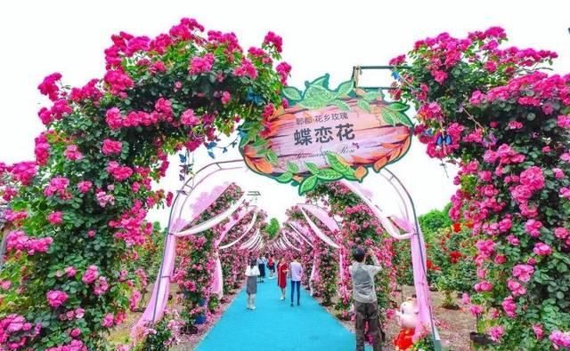 「体温检测」第四届〈花乡玫瑰〉艺术节!门票无限量免费送!