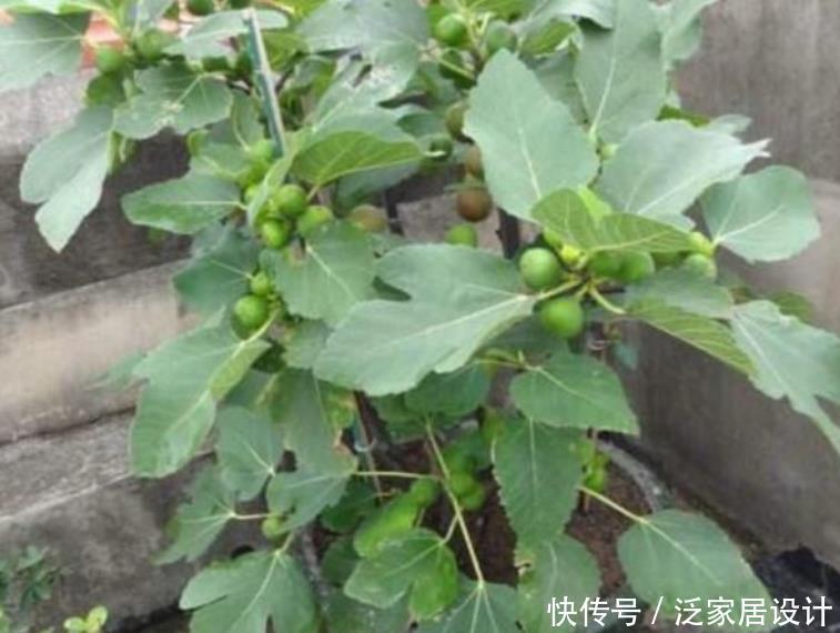 『葡萄』3种水果种家里,漂亮结果多,随吃随摘,全家人都够吃!