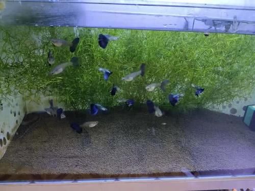 『永远』为什么永远发现不了观赏鱼患病前兆,因为忽略了几个很重要的细节