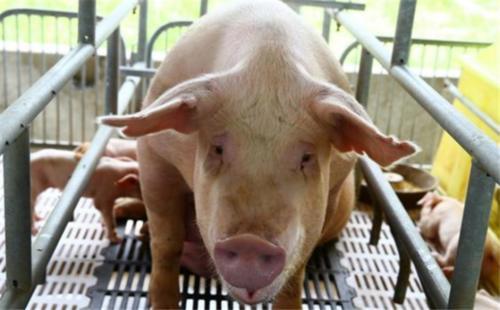 为什么美国能成为全球养猪大国？看看这些操作你就知道了