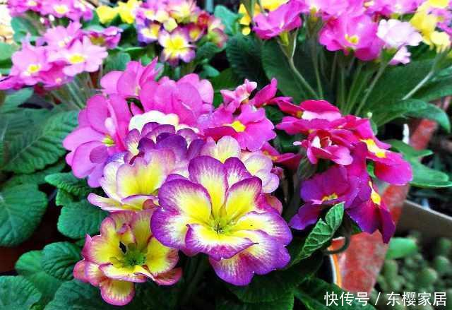  家中养上■这“4种花”绽放极美，晒晒太阳，能开100朵，春天至少要养1盆！