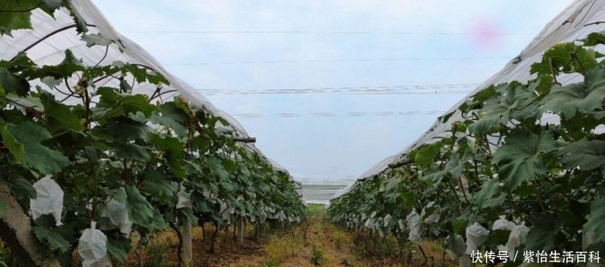 以前农村流行在家门口种植葡萄，现在却很少人种植，这是为何？