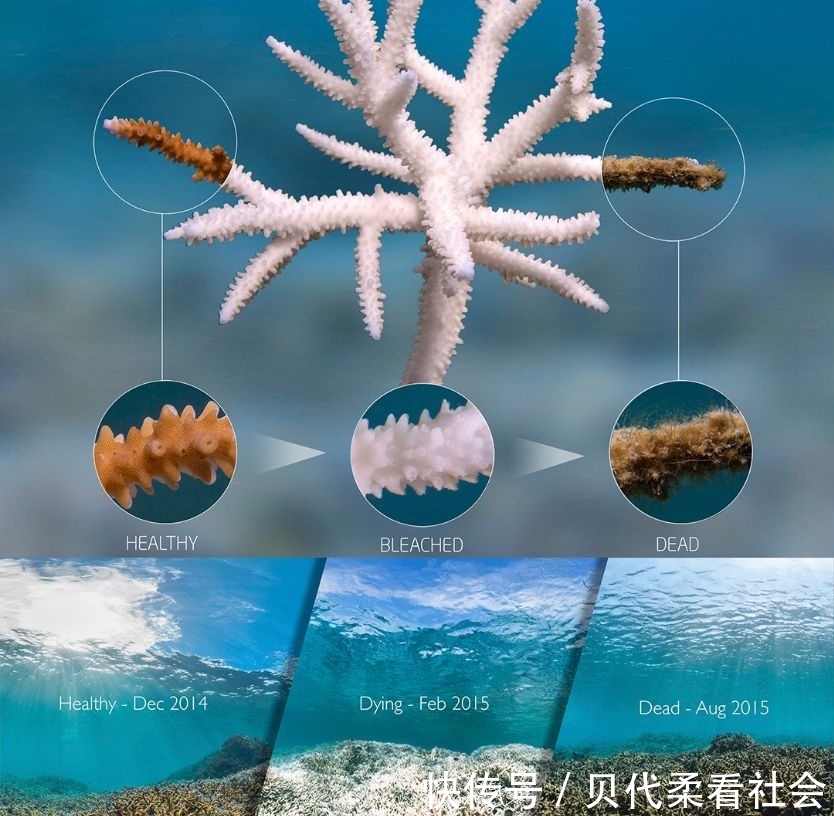 起源：海洋越来越酸，生物越变越白 上