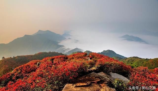 三月和四月，正是赏花季节：推荐贵州6个绝佳的杜鹃花观赏地