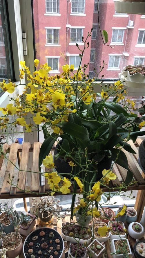  【家里】这花被叫做“吉祥花”，长得像美艳舞女，现在种一棵开出满盆花
