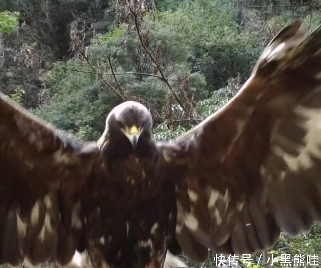 神雕现身神农架：1.2米高金雕猎食猪獾