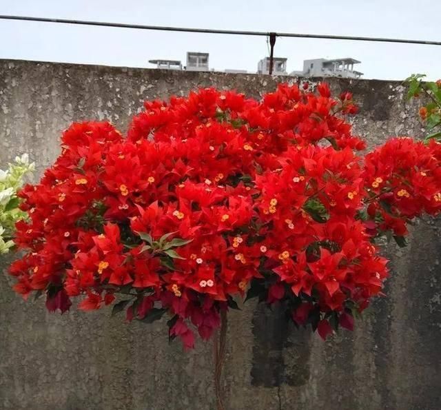 「暗斑夕阳红」这13种三角梅被称“开花机器”小苗就不断开花,适合阳台盆栽