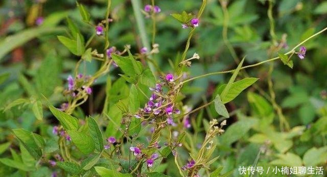  农民|农村随处可见的一杂草，农民恨不得将其除掉，原来是二级保