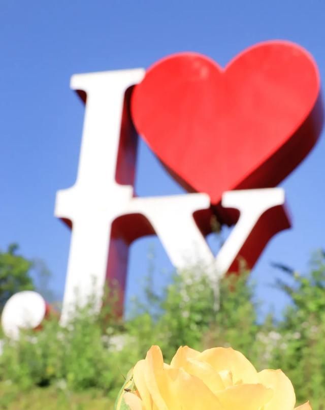  「开好」井研县丨花都开好了！10000余平方米月季花等你来赏