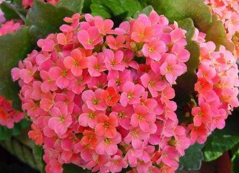  『花姿』养花就养寓意好的，花姿妖娆，盛开时繁花似锦，养在家中太美了