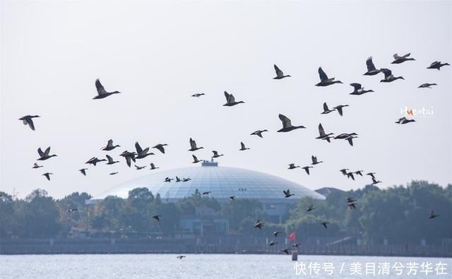 江苏有种名蟹全是“运动员”,用特殊工具捕捞,生长环境优质