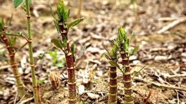 此种野草人称“川筋龙”，目前药用价值极高，你们老家还有吗？