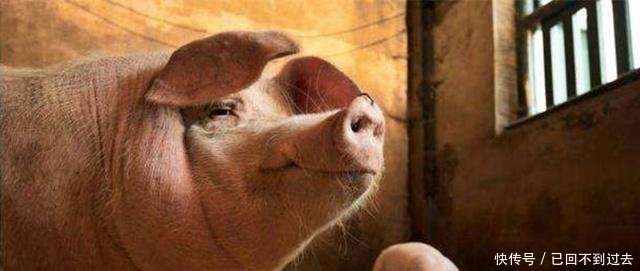 在农村，常有人会高价收购老母猪，他们买去干啥农民看完当心了