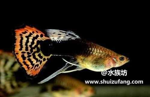  「症状」孔雀鱼嘴巴上烂嘴的症状及治疗方法