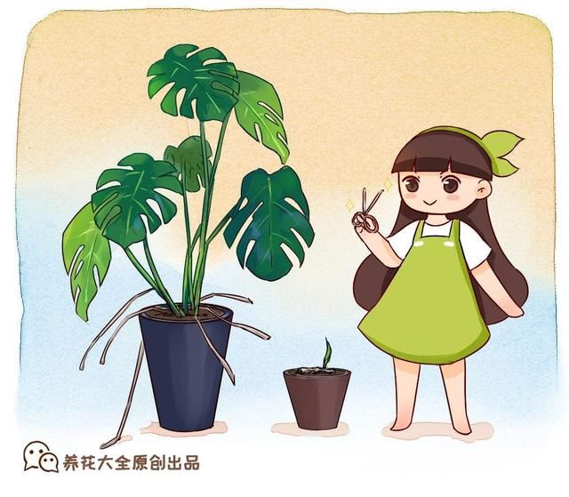  「情况」茎秆上面长胡须，到底剪不剪？分情况处理最好