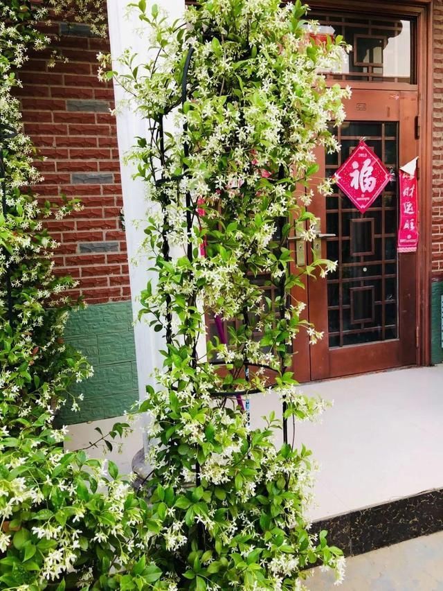  「开成」养3种花一定赚了，夏天开成“花瀑布”，年年都是这个样儿