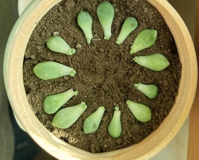  【成活率】多肉叶插时，换个姿势，成活率大大提高！