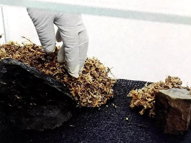 春色不仅在田野里，也可以刻在你家玻璃缸内的苔藓景观缸中！