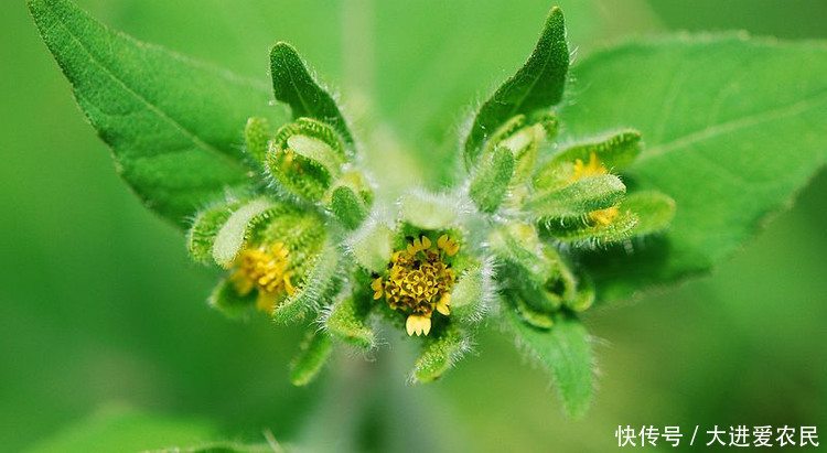 农村一种粘人的野草,农民不喜欢它,却是穷人眼