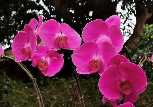  [冬天]蝴蝶兰冬天叶片也会干枯？只因这点没做好，要当回事才行