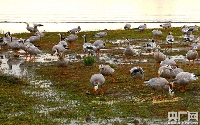 青海湖加强生态保护 整体生态功能持续增强