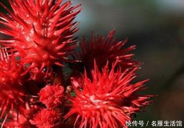  [蓖麻]红红火火的观赏蓖麻，盆栽可以矮化到几十厘米高，三月播种最好