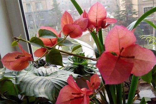  『养植』花开谁见谁夸，人人羡慕，绝佳的观赏花卉，最适合养植观赏