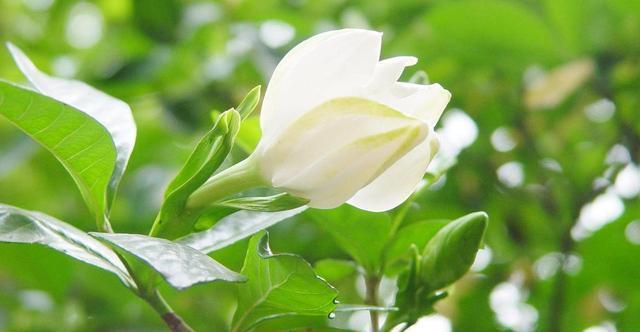 『栀子花』这4种花最喜欢沐浴阳光,不担心晒伤,反而开花爆盆