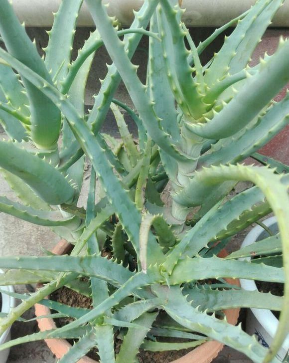 #秀丽#绿植能美化家居,4种绿植清新秀丽,叶子四季绿油油,寓意还很好