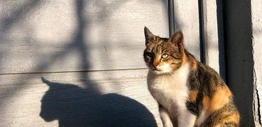  停止■巴西短毛猫以及当猫停止进食时意味着什么？