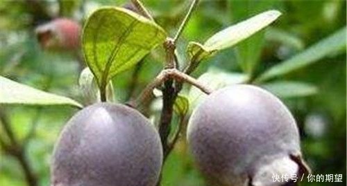 在农村，发展这些项目大有钱途，可很多人却是看不起，痛失商机啊