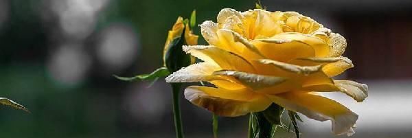  #种植#月季花,用园土种植可以吗?该怎么配土?