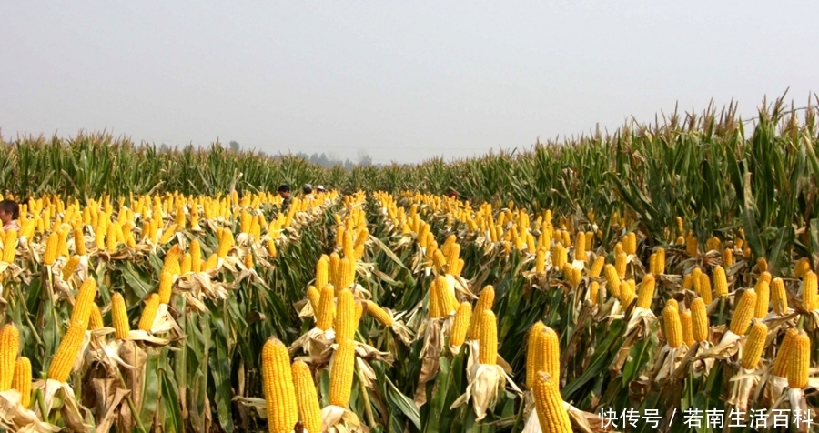  【玉米】农民即将迎来秋收，今年玉米价格的走势如何？看看专家