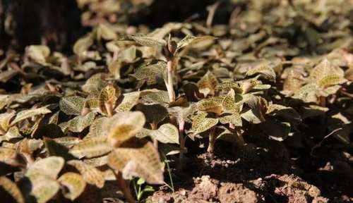 这野味一斤1200元，野生的非常稀有，如今人工种植的也不多