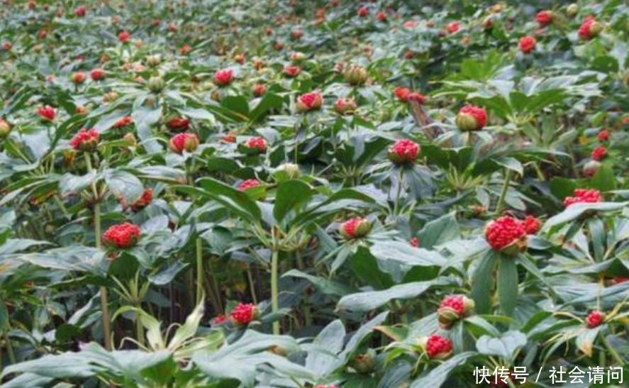 在农村这种草被当做野草，但在中药店，一斤却能卖到500元