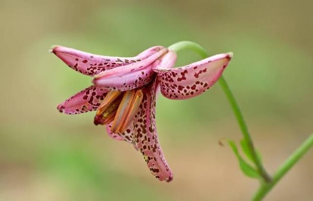 林清玄:没有明净的内在，任何美丽都是虚妄的
