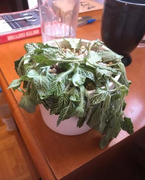  「恢复生长」移栽植物这几点没做好，容易叶黄干枯，赶紧学起来