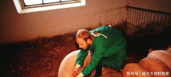 养猪最忌讳的4大点，千万不要碰，否则钱很难赚，绝对值得收藏