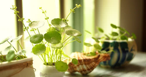  「铜钱草」这3种花最爱“喝水”，每天来一点，几月能长得撑爆盆！