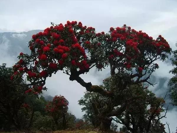春季花开哪家强？云南16州市最美赏花点看过来！