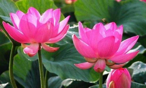  「三色魔杖」3月下旬养这些花，花美花期长，一年开花200多天，开花一簇接一簇