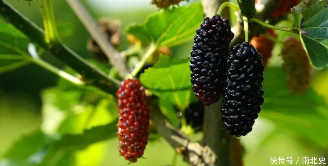 老农种了10几亩桑葚，成熟季到了一天能卖上千斤。