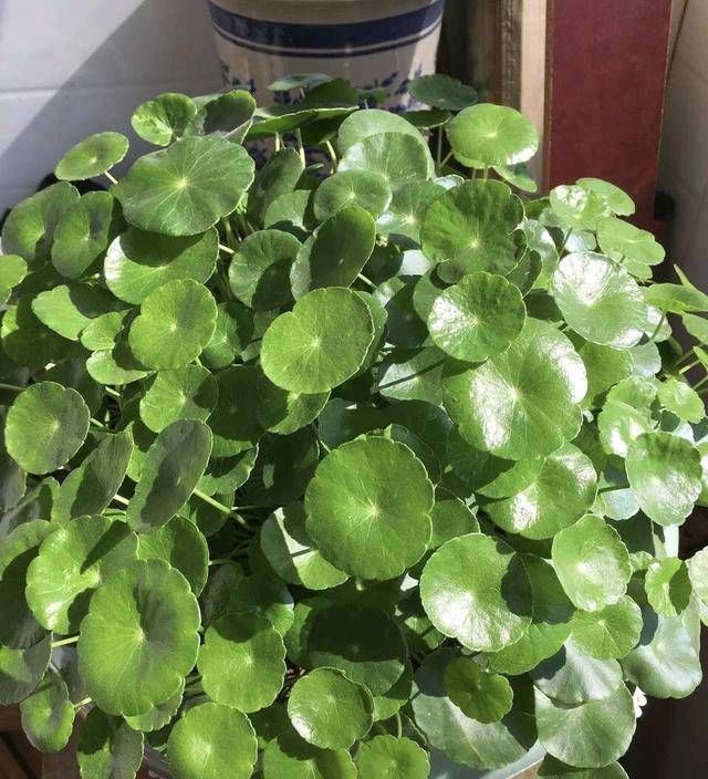 「花草」这些盆栽植物都是喝水的。它们每一个都盛开着花草