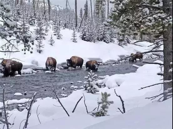 冷冷！寒潮已到达！你在发抖，国宝却不冬眠，连猴子都在泡温泉