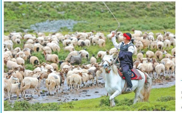  「县阿旺」贡觉县“阿旺绵羊”成就大产业