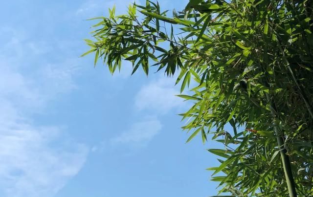  [家里]三月, 家里的植物