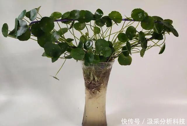 『打造』打破常规,用一个废旧衣架,打造铜钱草独特造型