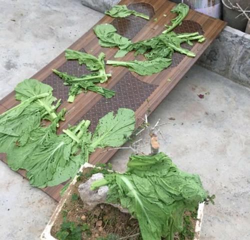  爱好：精品盆景被家人用来晒白菜，心快滴血了，爱盆景不被支持有多难？