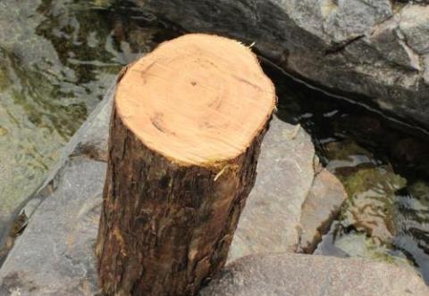  木材■在农村有种树一直被农民当柴烧，你知道现在值五六千一斤