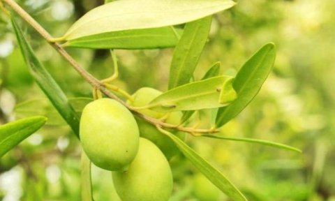  乡下：乡下一种植物，人称“余甘”，农民偶尔吃，城里人喜欢吃